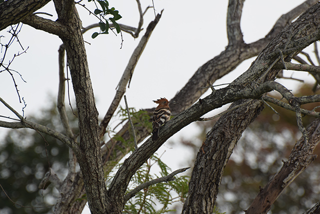 African Hoopoe