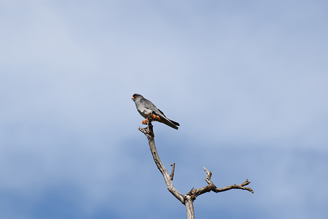 Amur Falcon