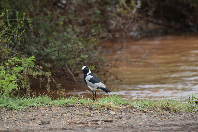 Blacksmith Lapwing