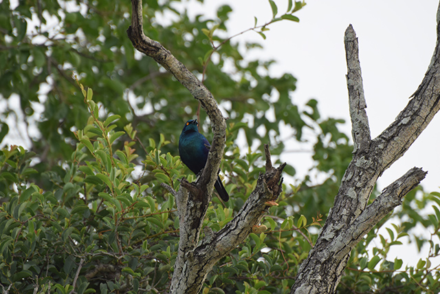 Cape Glossy Starling