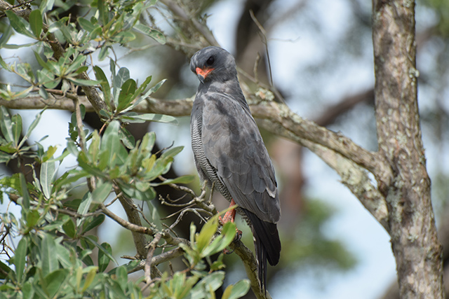 Dark Chanting Goshawk