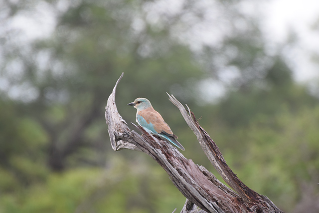 European Roller