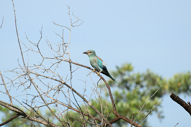 European Roller