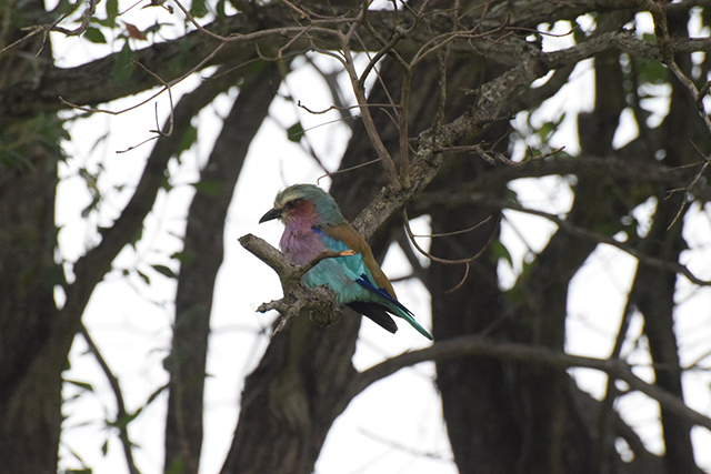 Lilac-breasted roller