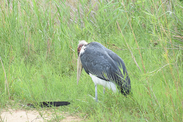 Marabou Stork