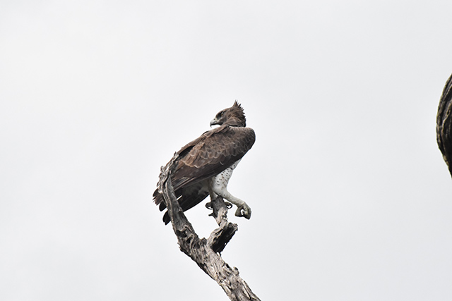 Martial Eagle