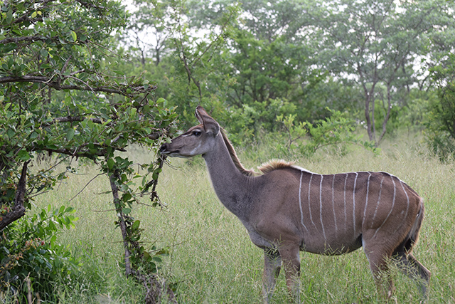 Nyala