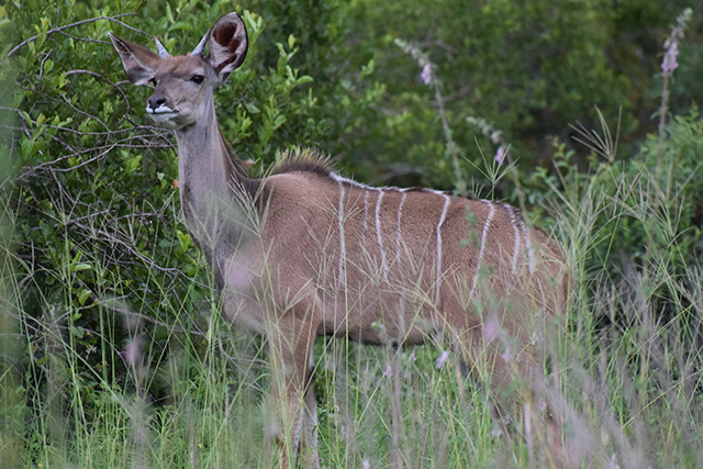 Nyala