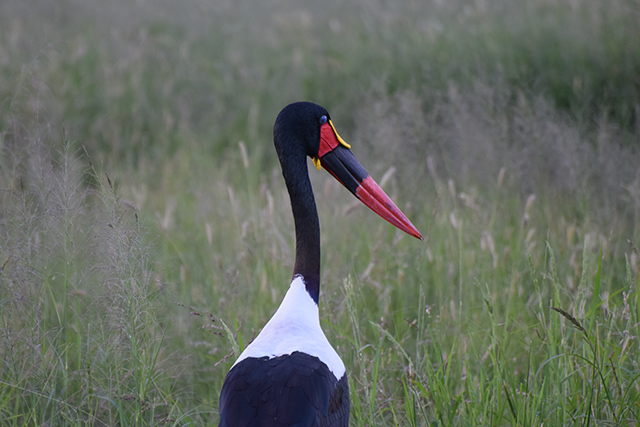 Saddle-billed Stork