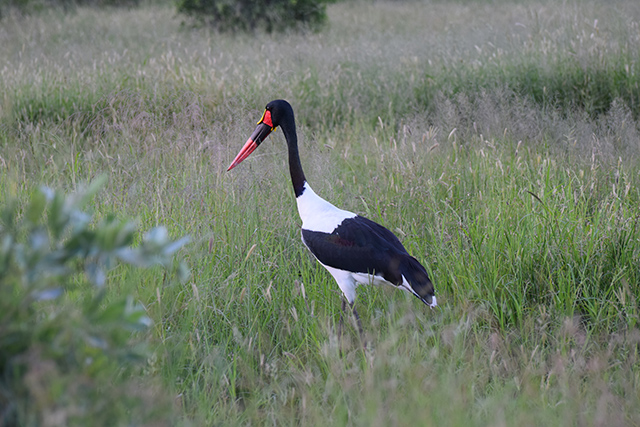 Saddle Billed Stork