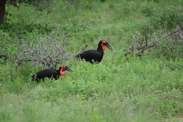 Southern Ground Hornbills