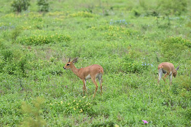 Waterbuck