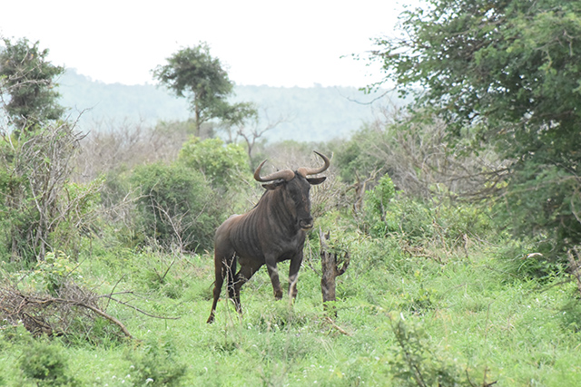 Wildebeest a.k.a gnu