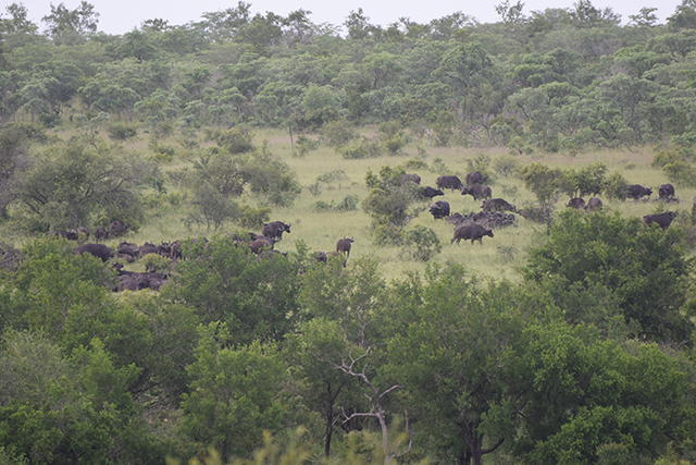 Buffalo herd