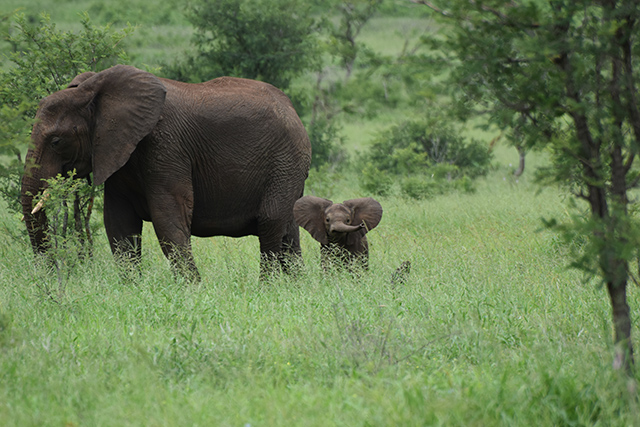 Elephant with baby