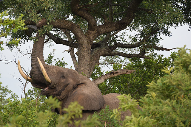 Elephant eating