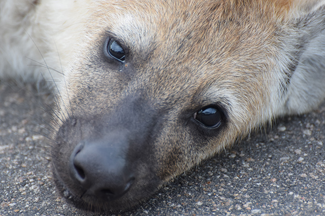 Hyena