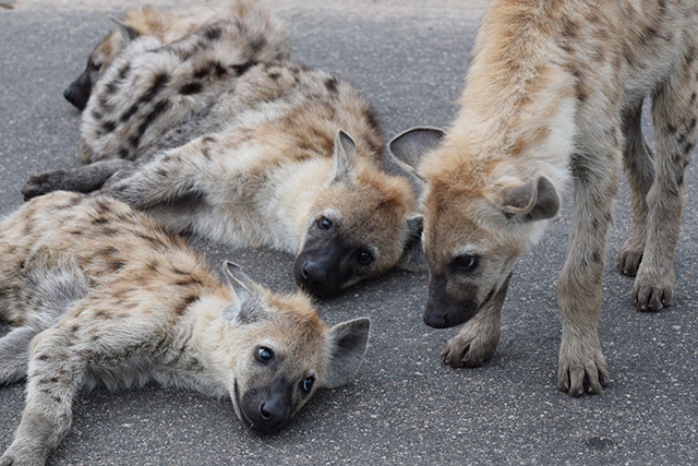 Hyena