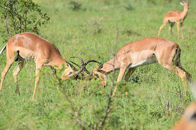 Impalas fighting