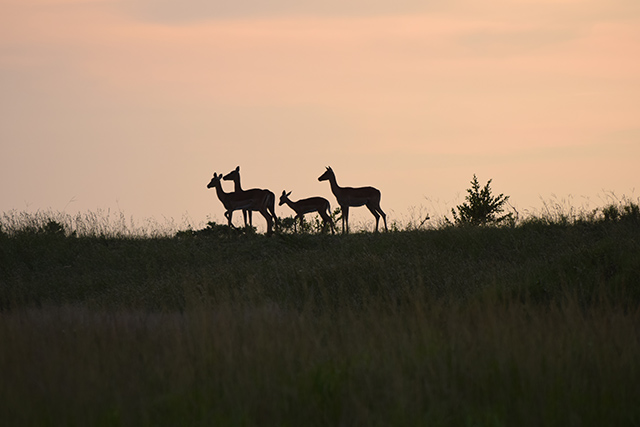 Impalas in sunrise