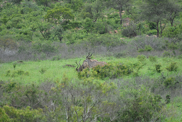 Kudu