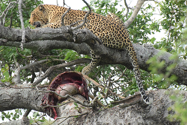 Lepard with dead impala