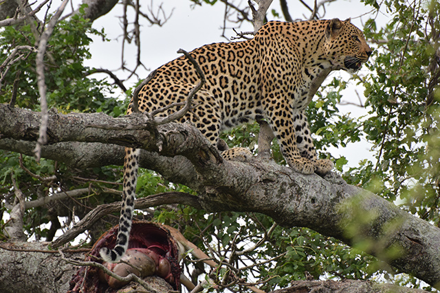 Lepard in tree with dead impala