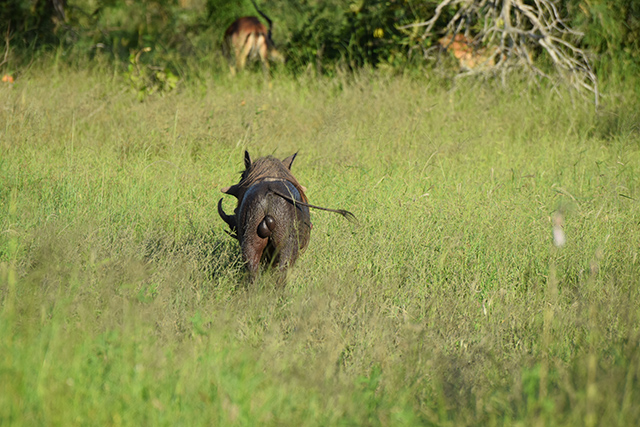 Pumba from behind?