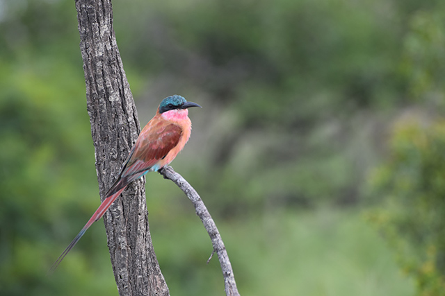 Southern Carmine Bee Eater