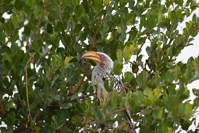 southern yellow billed hornbill