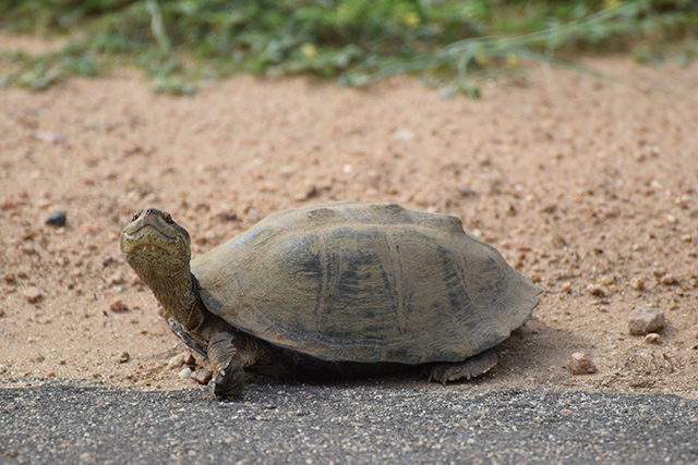 Tortoise