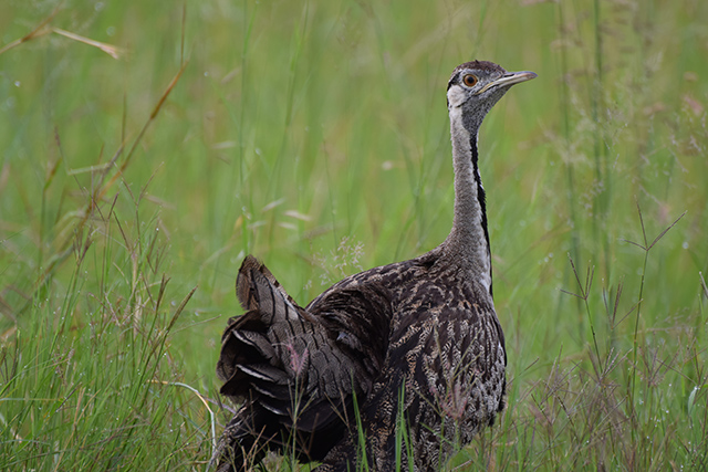 unknown bird 2