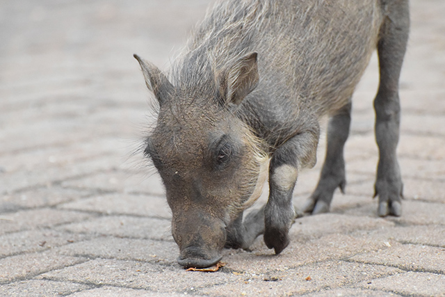 Warthog