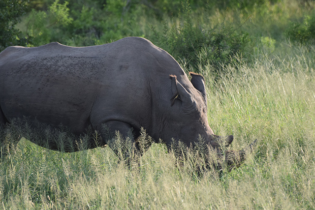 White Rhino