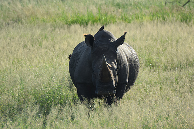 White Rhino