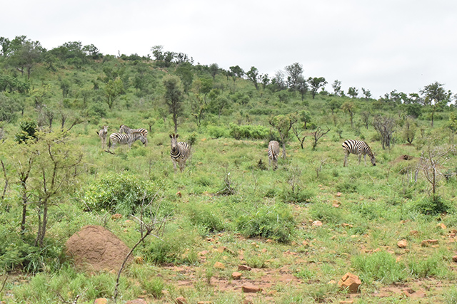 Zebras