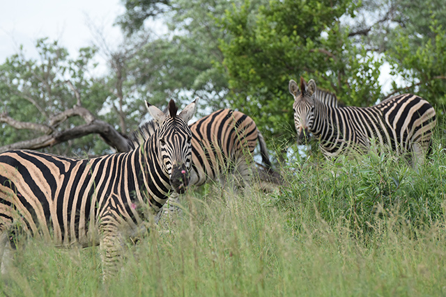 Zebras